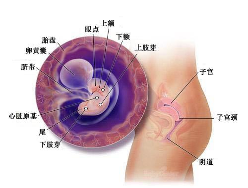 怀孕六周症状_胎儿图_孕妇身体变化_怀孕6周注意事项