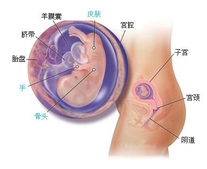 怀孕十一周症状_胎儿图_孕妇身体变化_怀孕11周注意事项