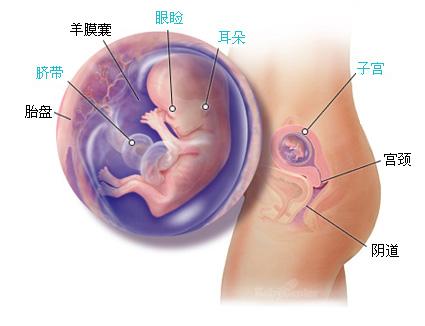 怀孕十二周症状_胎儿图_孕妇身体变化_怀孕12周注意事项