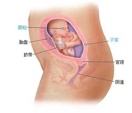 怀孕二十一周症状_胎儿图_孕妇身体变化_怀孕21周注意事项