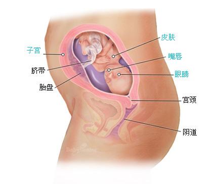 怀孕二十二周症状_胎儿图_孕妇身体变化_怀孕22周注意事项