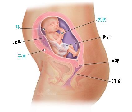 怀孕二十三周症状_胎儿图_孕妇身体变化_怀孕23周注意事项