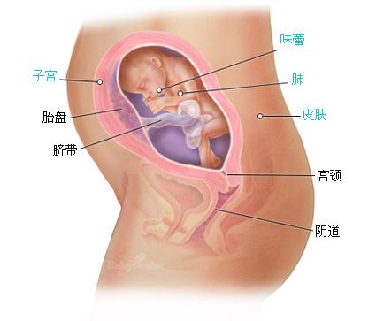 怀孕二十四周症状_胎儿图_孕妇身体变化_怀孕24周注意事项