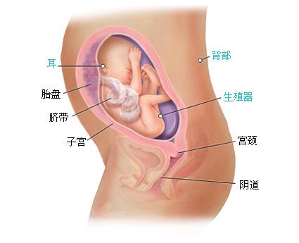 怀孕二十六周症状_胎儿图_孕妇身体变化_怀孕26周注意事项