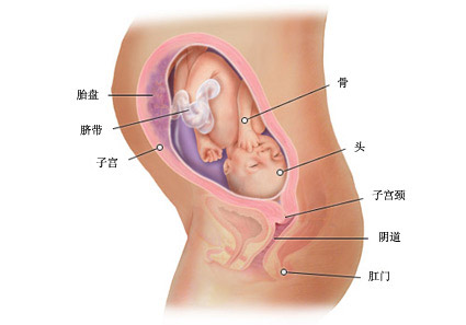 怀孕二十九周症状_胎儿图_孕妇身体变化_怀孕29周注意事项