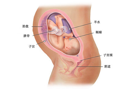 怀孕三十周症状_胎儿图_孕妇身体变化_怀孕30周注意事项