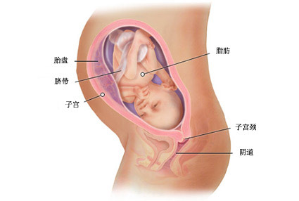 怀孕三十一周症状_胎儿图_孕妇身体变化_怀孕31周注意事项