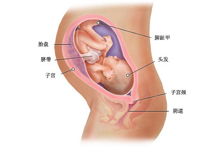 怀孕三十二周症状_胎儿图_孕妇身体变化_怀孕32周注意事项