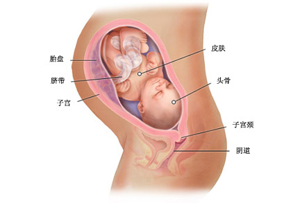 怀孕三十三周症状_胎儿图_孕妇身体变化_怀孕33周注意事项