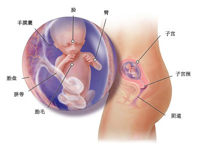 怀孕十四周症状_胎儿图_孕妇身体变化_怀孕14周注意事项