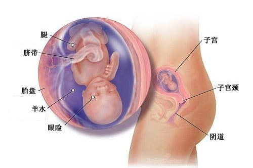 怀孕15周症状_胎儿图_孕妇身体变化_怀孕15周注意事项