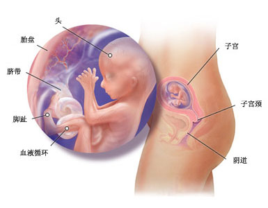 怀孕十六周症状_胎儿图_孕妇身体变化_怀孕16周注意事项