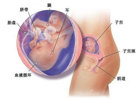 怀孕十八周症状_胎儿图_孕妇身体变化_怀孕18周注意事项