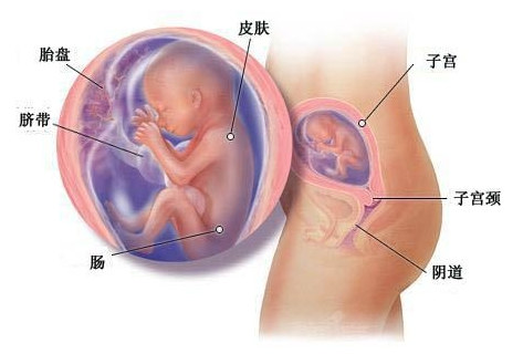 怀孕二十周症状_胎儿图_孕妇身体变化_怀孕20周注意事项