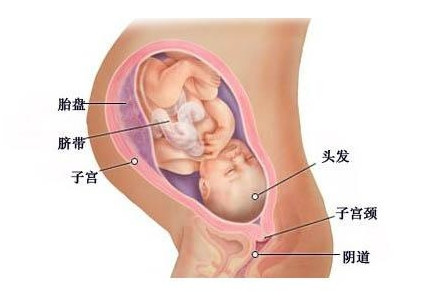 怀孕三十七周症状_胎儿图_孕妇身体变化_怀孕37周注意事项