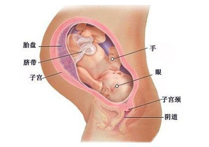 怀孕三十八周症状_胎儿图_孕妇产前准备_怀孕38周注意事项