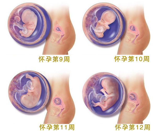 怀孕三个月_怀孕3个月胎儿图_孕妇3个月注意事项_吃什么好