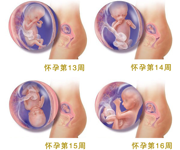 怀孕四个月_怀孕4个月胎儿图_孕妇4个月注意事项_吃什么好