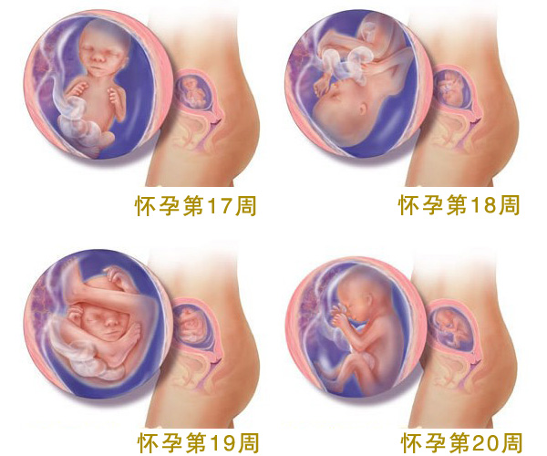 怀孕五个月_怀孕5个月胎儿图_孕妇5个月注意事项_吃什么好