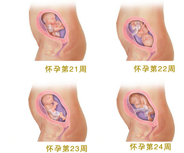怀孕六个月_怀孕6个月胎儿图_孕妇6个月注意事项_吃什么好