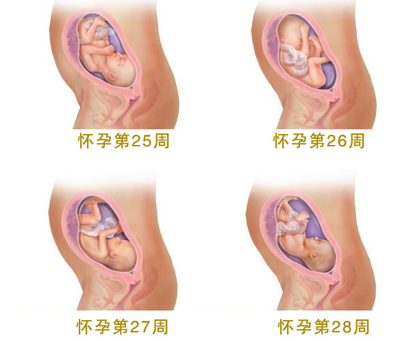 怀孕七个月_怀孕7个月胎儿图_孕妇7个月注意事项_吃什么好