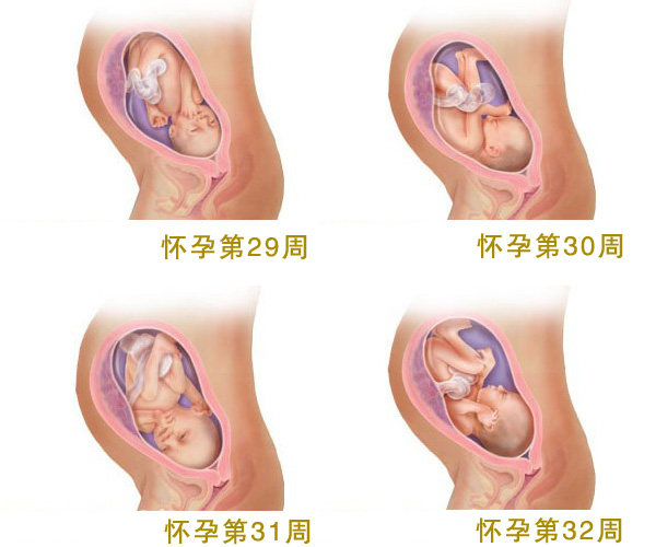 怀孕八个月_怀孕8个月胎儿图_孕妇8个月注意事项_吃什么好