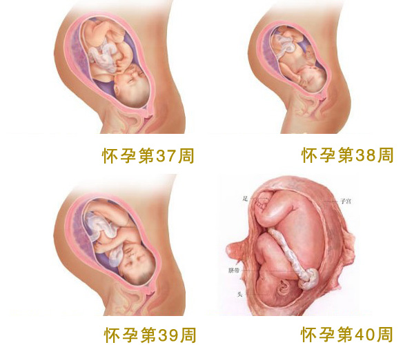 怀孕十个月_怀孕10个月胎儿图_孕妇10个月注意事项_待产包准备