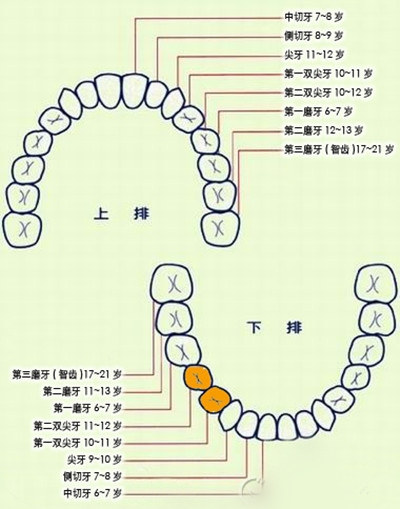 儿童换牙的时间与顺序是什么样的