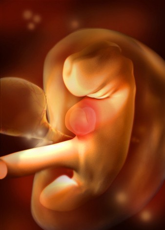 怀孕1-40周完整详细的胎儿发育过程图（彩色3D图）